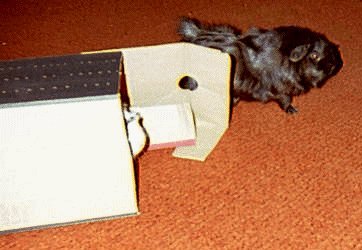Guinea Pigs